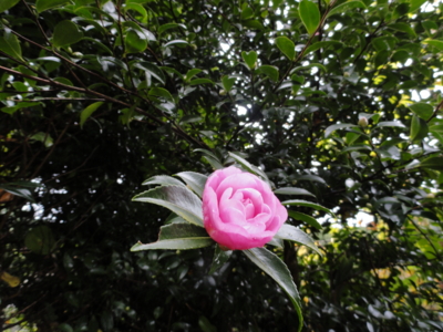 f:id:hatekota810:20101113183331j:image