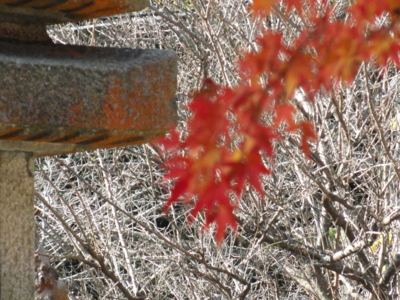 f:id:hatekota810:20101203190840j:image