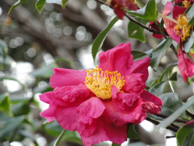 f:id:hatekota810:20101207191945j:image