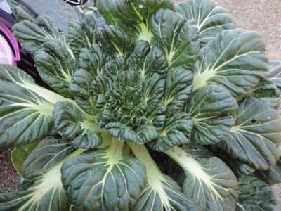 f:id:hatekota810:20101218202911j:image