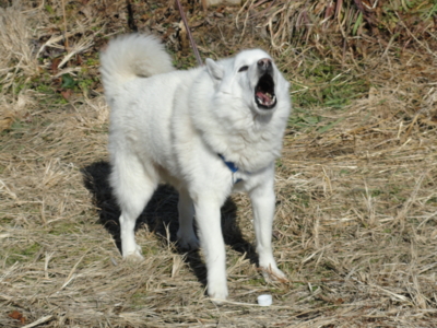 f:id:hatekota810:20101229184543j:image