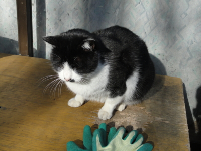 f:id:hatekota810:20101230181344j:image