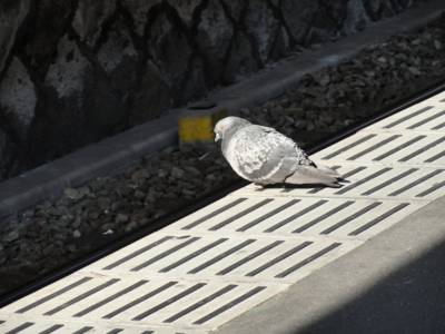 f:id:hatekota810:20110408200642j:image