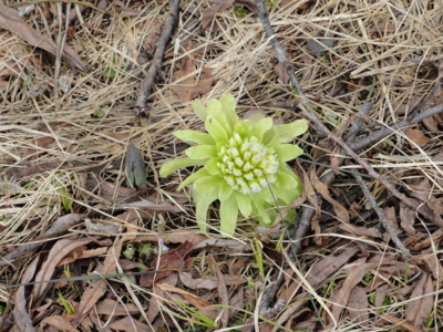 f:id:hatekota810:20110601191648j:image