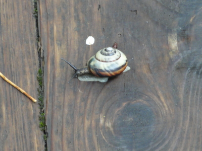 f:id:hatekota810:20110628174741j:image