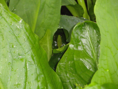 f:id:hatekota810:20110701201531j:image