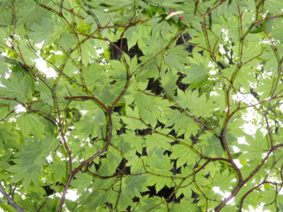 f:id:hatekota810:20110701201928j:image