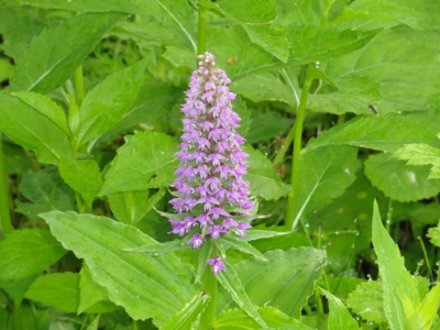 f:id:hatekota810:20110702194849j:image