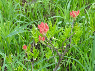 f:id:hatekota810:20110702200418j:image