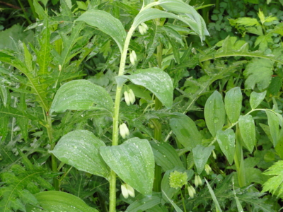 f:id:hatekota810:20110703175211j:image