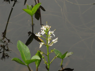 f:id:hatekota810:20110703175406j:image