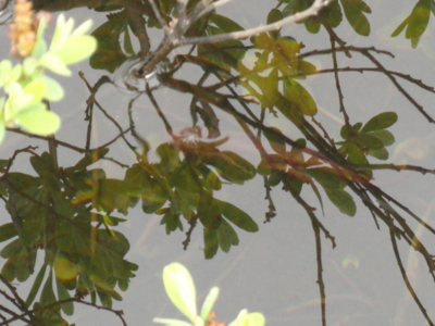 f:id:hatekota810:20110703181512j:image