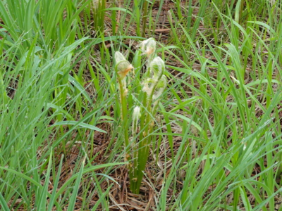 f:id:hatekota810:20110704191953j:image