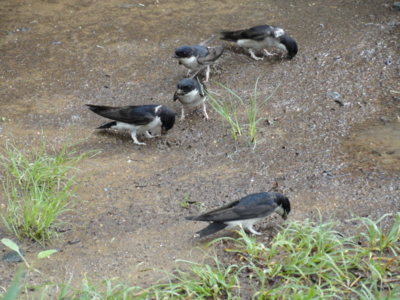 f:id:hatekota810:20110704192620j:image