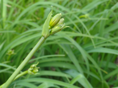 f:id:hatekota810:20110708212817j:image