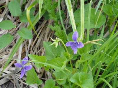 f:id:hatekota810:20110708214305j:image