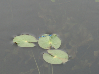 f:id:hatekota810:20110710061308j:image