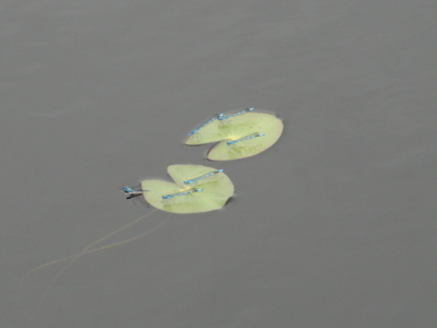 f:id:hatekota810:20110710061425j:image