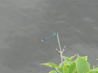 f:id:hatekota810:20110710061559j:image