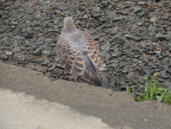 f:id:hatekota810:20110711195015j:image