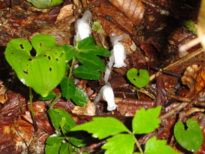 f:id:hatekota810:20110711195427j:image