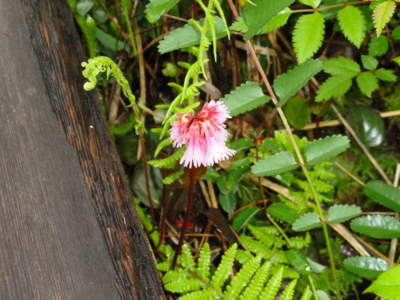 f:id:hatekota810:20110711200549j:image