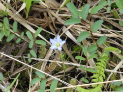 f:id:hatekota810:20110714052729j:image