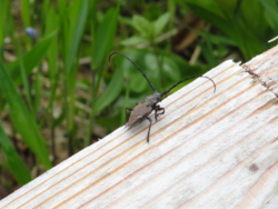 f:id:hatekota810:20110714053239j:image