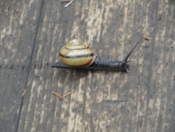 f:id:hatekota810:20110714053251j:image