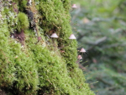 f:id:hatekota810:20110714054033j:image