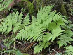 f:id:hatekota810:20110714054039j:image