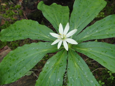 f:id:hatekota810:20110714054332j:image