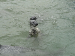 f:id:hatekota810:20110720095220j:image