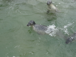 f:id:hatekota810:20110720095227j:image