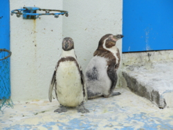 f:id:hatekota810:20110720100028j:image