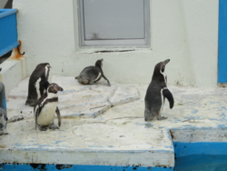 f:id:hatekota810:20110720100034j:image