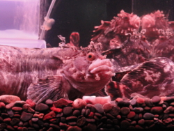 f:id:hatekota810:20110720100747j:image