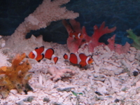 f:id:hatekota810:20110720101405j:image