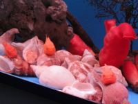 f:id:hatekota810:20110720101411j:image