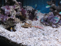 f:id:hatekota810:20110720101418j:image