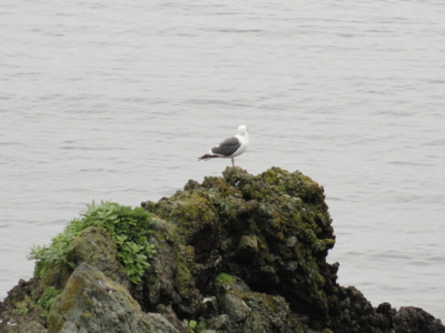 f:id:hatekota810:20110731154647j:image