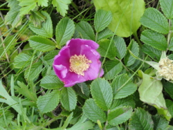 f:id:hatekota810:20110805193804j:image