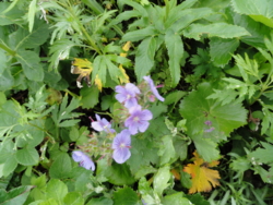 f:id:hatekota810:20110805193811j:image