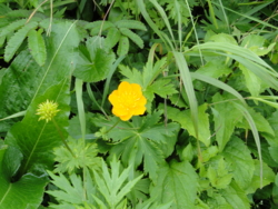 f:id:hatekota810:20110805193939j:image