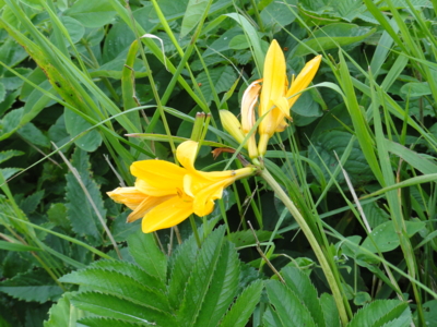 f:id:hatekota810:20110805194106j:image