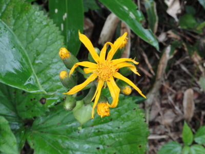 f:id:hatekota810:20110824195246j:image