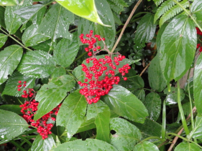 f:id:hatekota810:20110824195532j:image