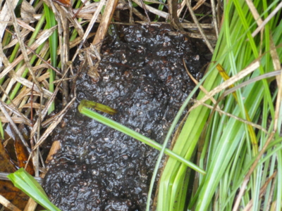 f:id:hatekota810:20110830195337j:image