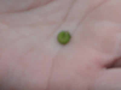 f:id:hatekota810:20110830195936j:image