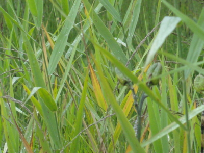 f:id:hatekota810:20110830200542j:image